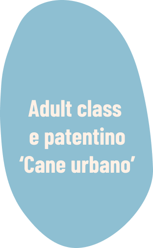 Il Grigio centro cinofilo - adult class e patentino ' Cane urbano'