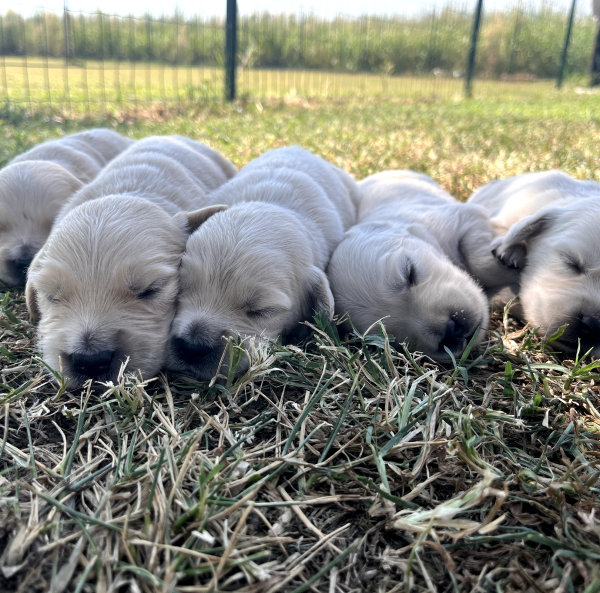 Il Grigio centro cinofilo - Allevamento - Golden Retriever