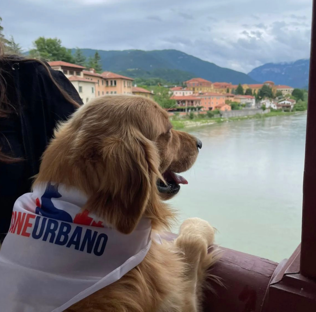 Il Grigio centro cinofilo - adult class e patentino ' Cane urbano'