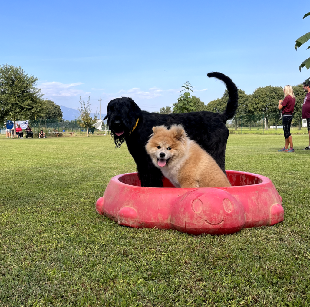 Il Grigio centro cinofilo - Puppy class e socializzazioni di gruppo