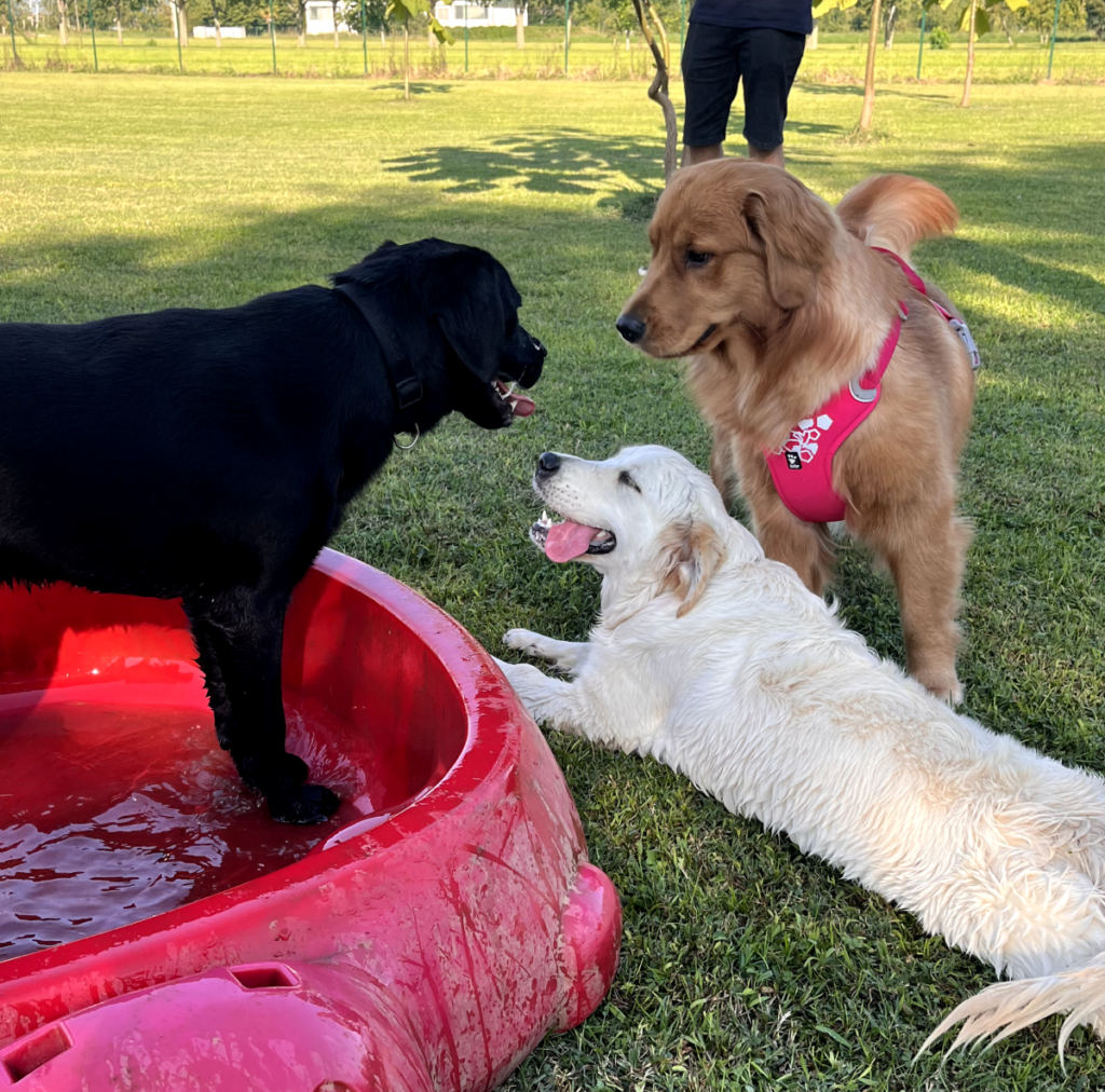 Il Grigio centro cinofilo - Puppy class e socializzazioni di gruppo