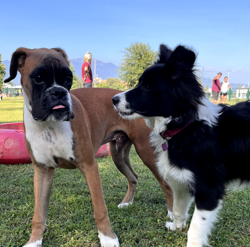 Il Grigio centro cinofilo - Puppy class e socializzazioni di gruppo