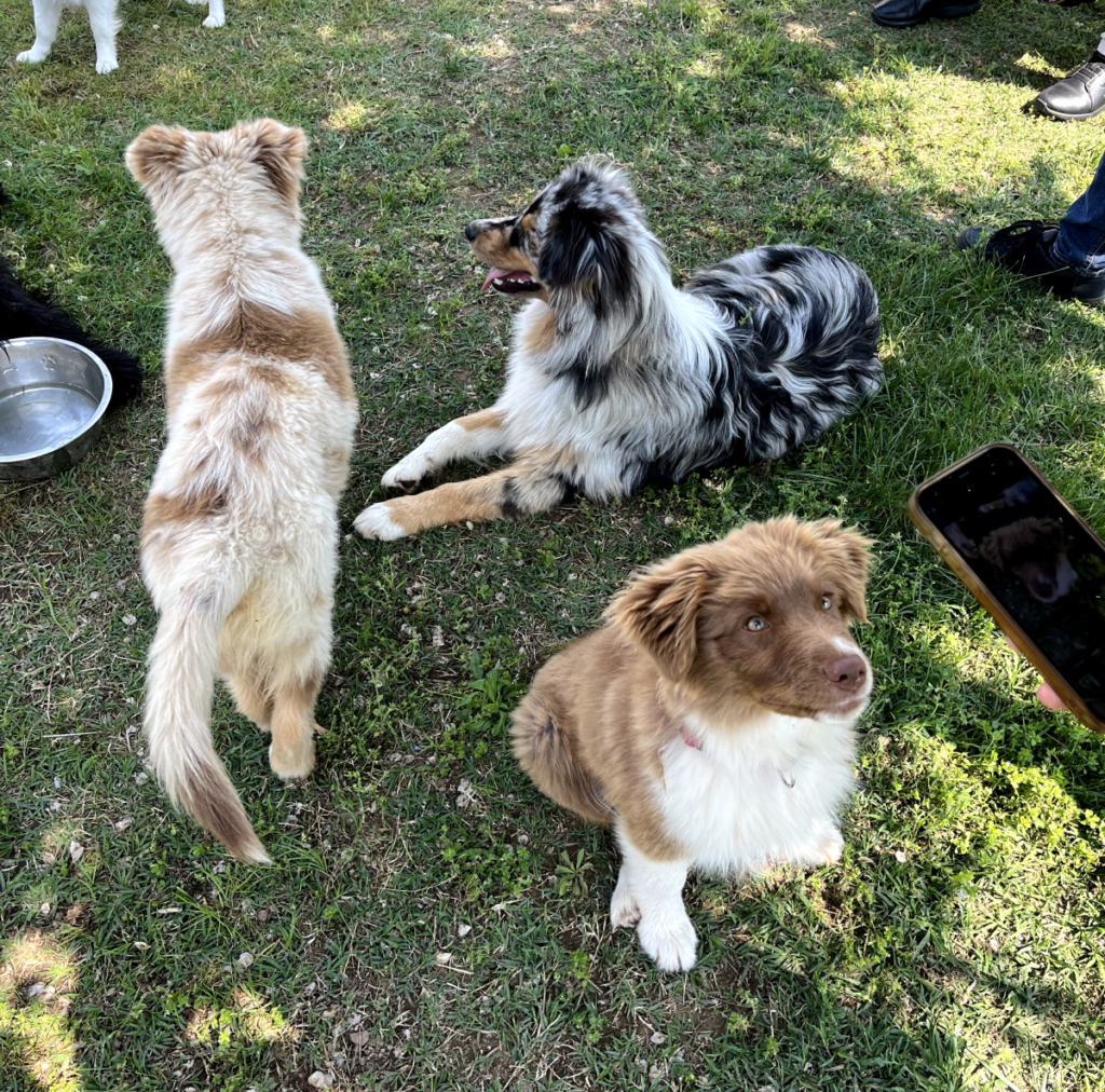 Il Grigio centro cinofilo - Puppy class e socializzazioni di gruppo