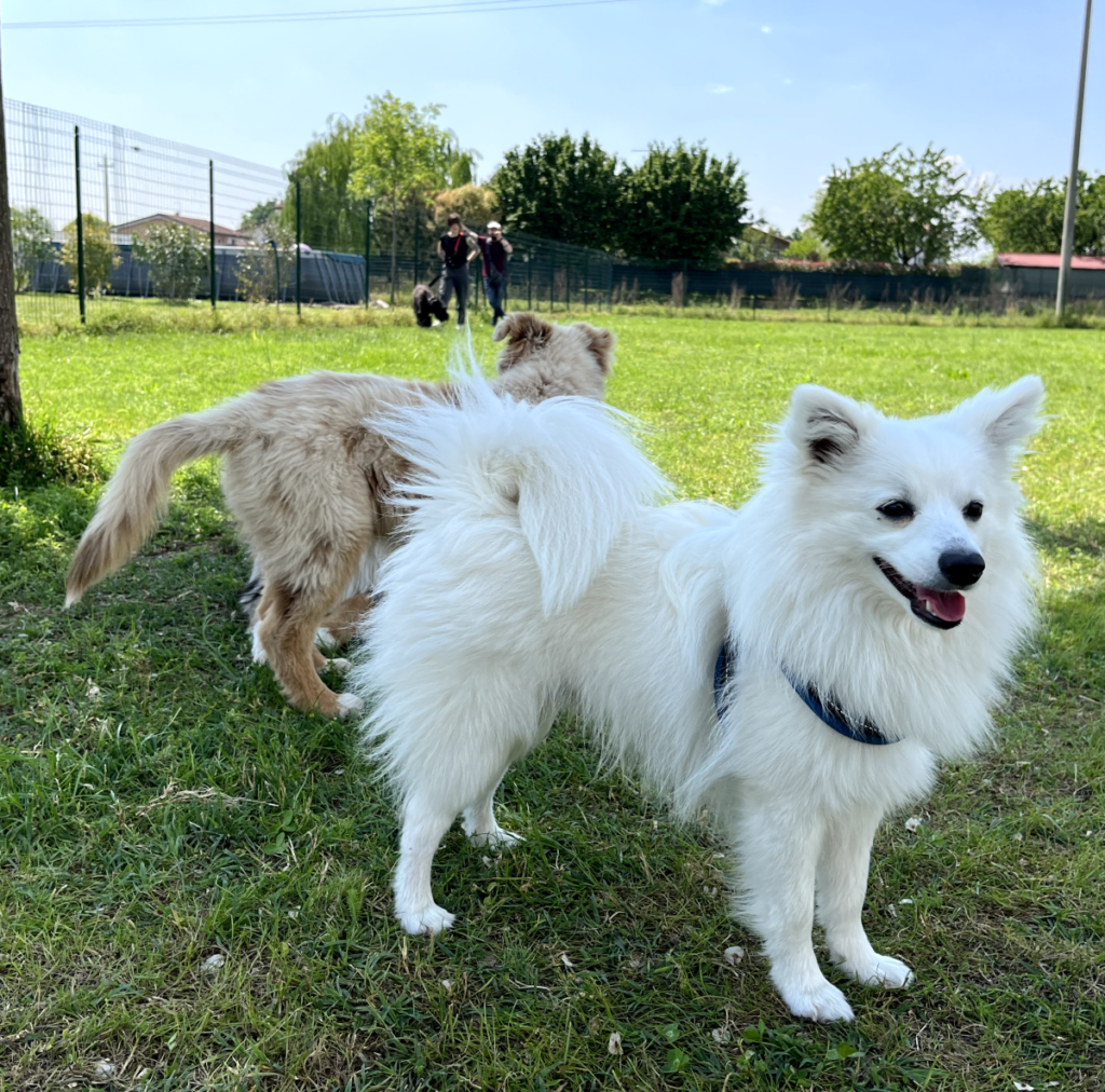 Il Grigio centro cinofilo - Puppy class e socializzazioni di gruppo