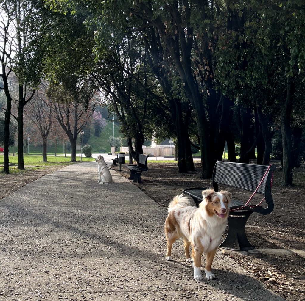 Il Grigio centro cinofilo - adult class e patentino ' Cane urbano'