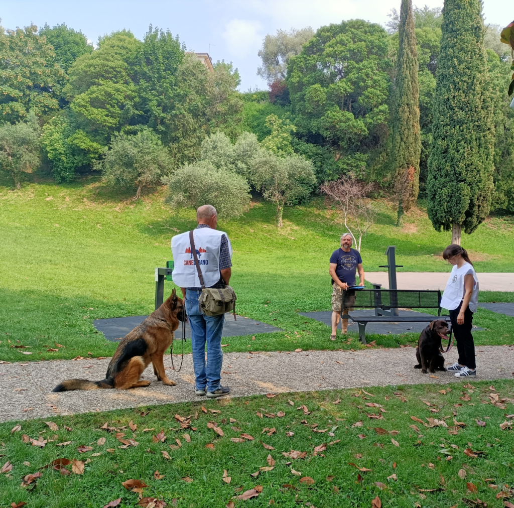 Il Grigio centro cinofilo - adult class e patentino ' Cane urbano'