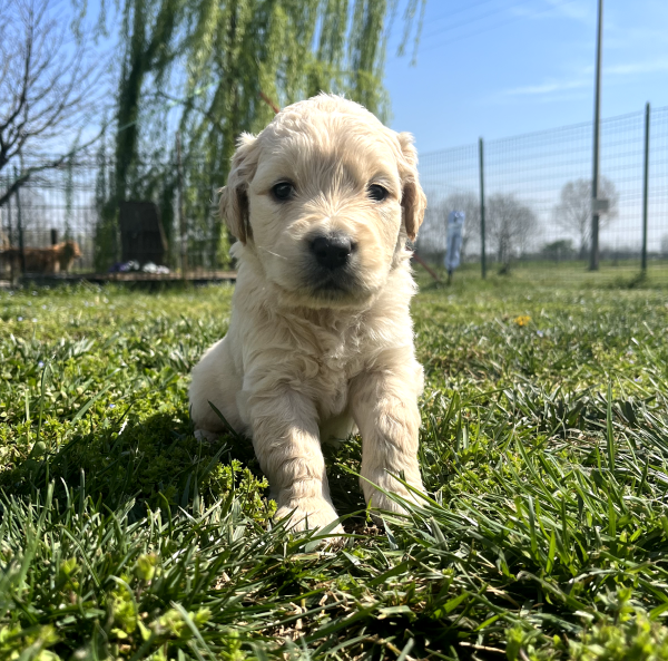 Il Grigio centro cinofilo - Allevamento - Golden Retriever