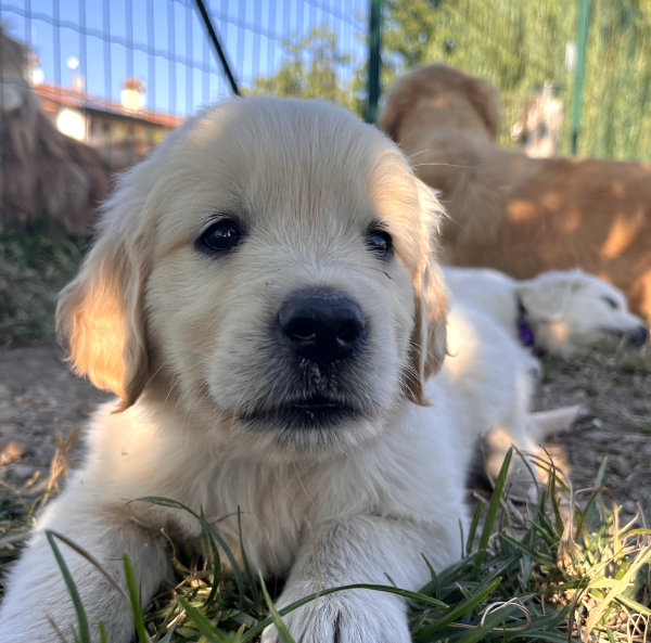 Il Grigio centro cinofilo - Allevamento - Golden Retriever