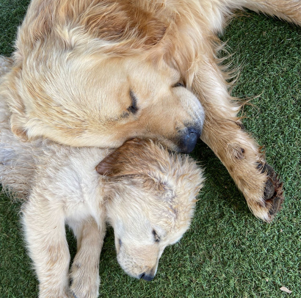 Il Grigio centro cinofilo - Allevamento - Golden Retriever