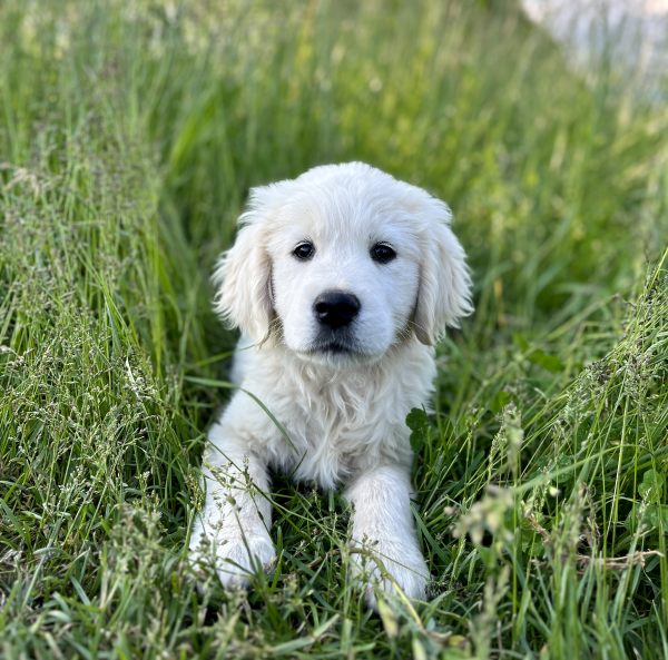 Il Grigio centro cinofilo - Allevamento - Golden Retriever