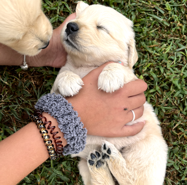 Il Grigio centro cinofilo - Allevamento - Golden Retriever