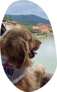 Il Grigio centro cinofilo - adult class e patentino ' Cane urbano'