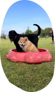 Il Grigio centro cinofilo - Puppy class e socializzazioni di gruppo