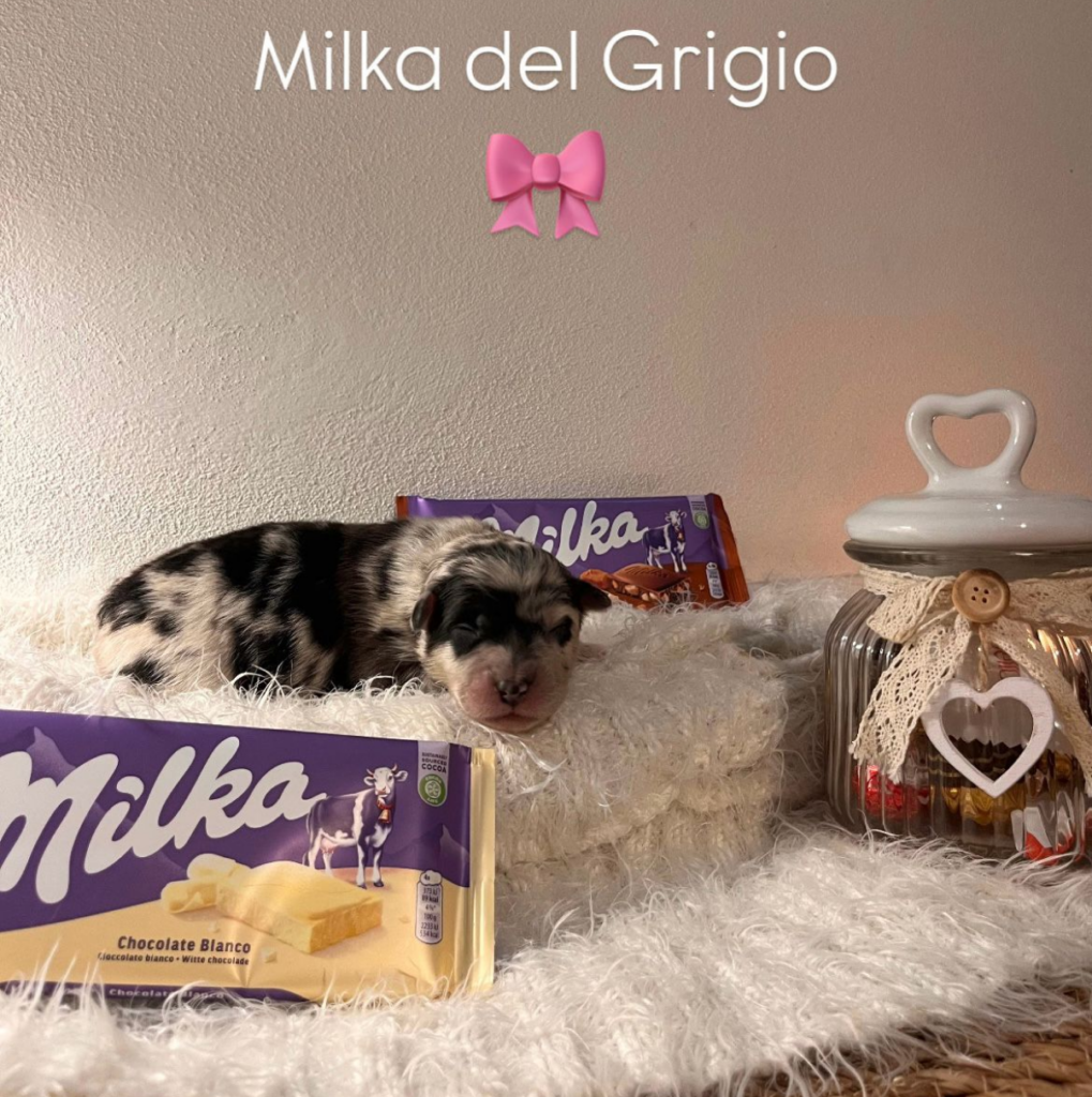 femmina blue merle bicolore senza coda - PRENOTATO