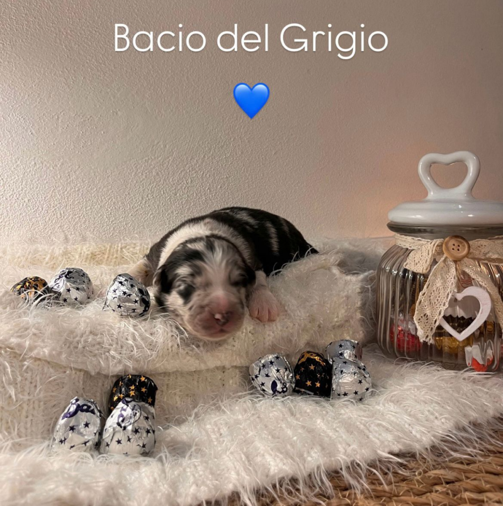 maschio blue merle bicolore senza coda - PRENOTATO