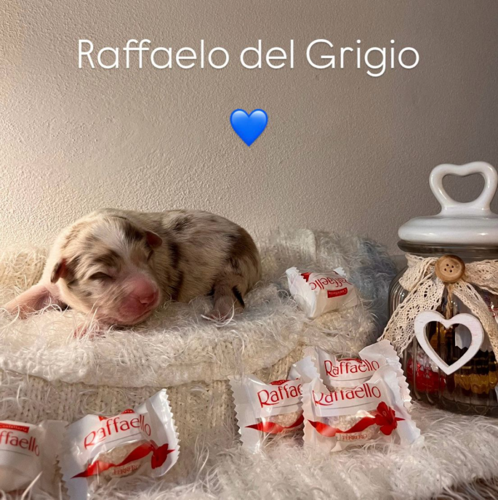 maschio red merle bicolore senza coda - PRENOTATO