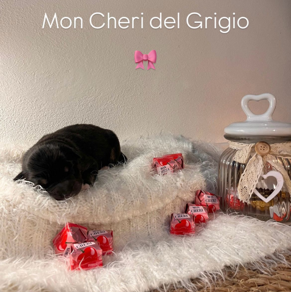 femmina tricolore nera con coda - PRENOTATO