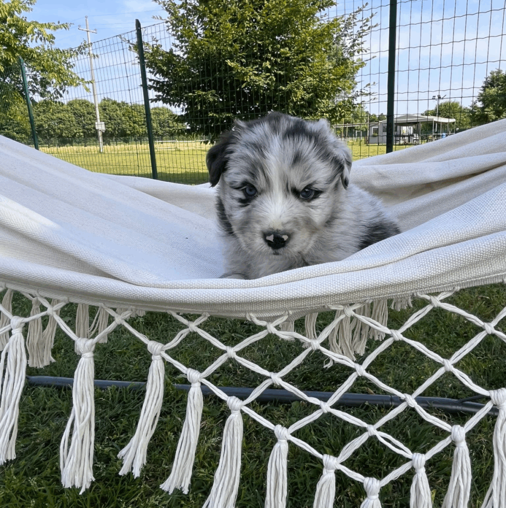 Pepe del Grigio - maschio blue merle senza coda - PRENOTATO