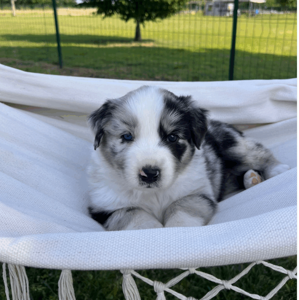 Menta del Grigio - femmina blue merle senza coda - DISPONIBILE