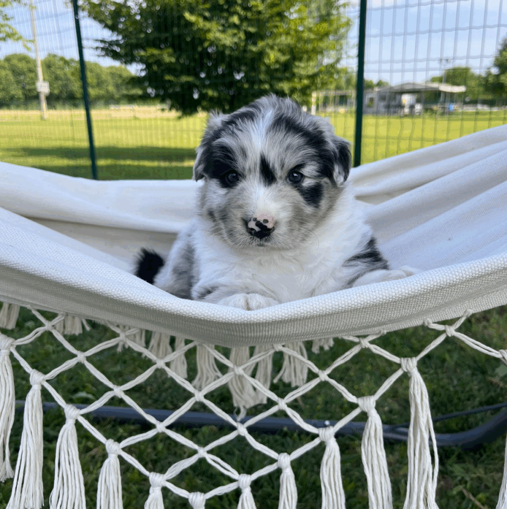 Prezzemolo del Grigio - maschio blue merle con coda - DISPONIBILE