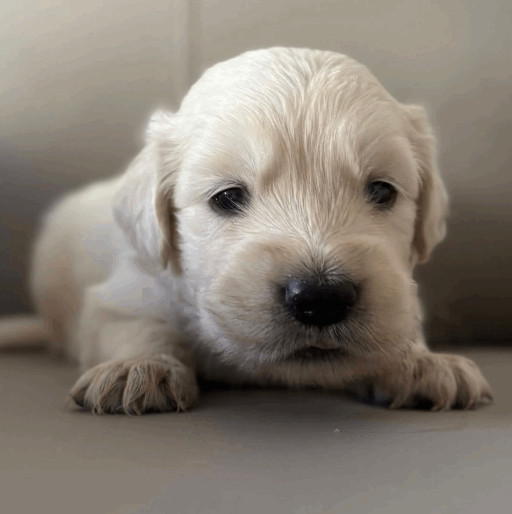 Gongolo - collarino grigio - maschio - disponibile