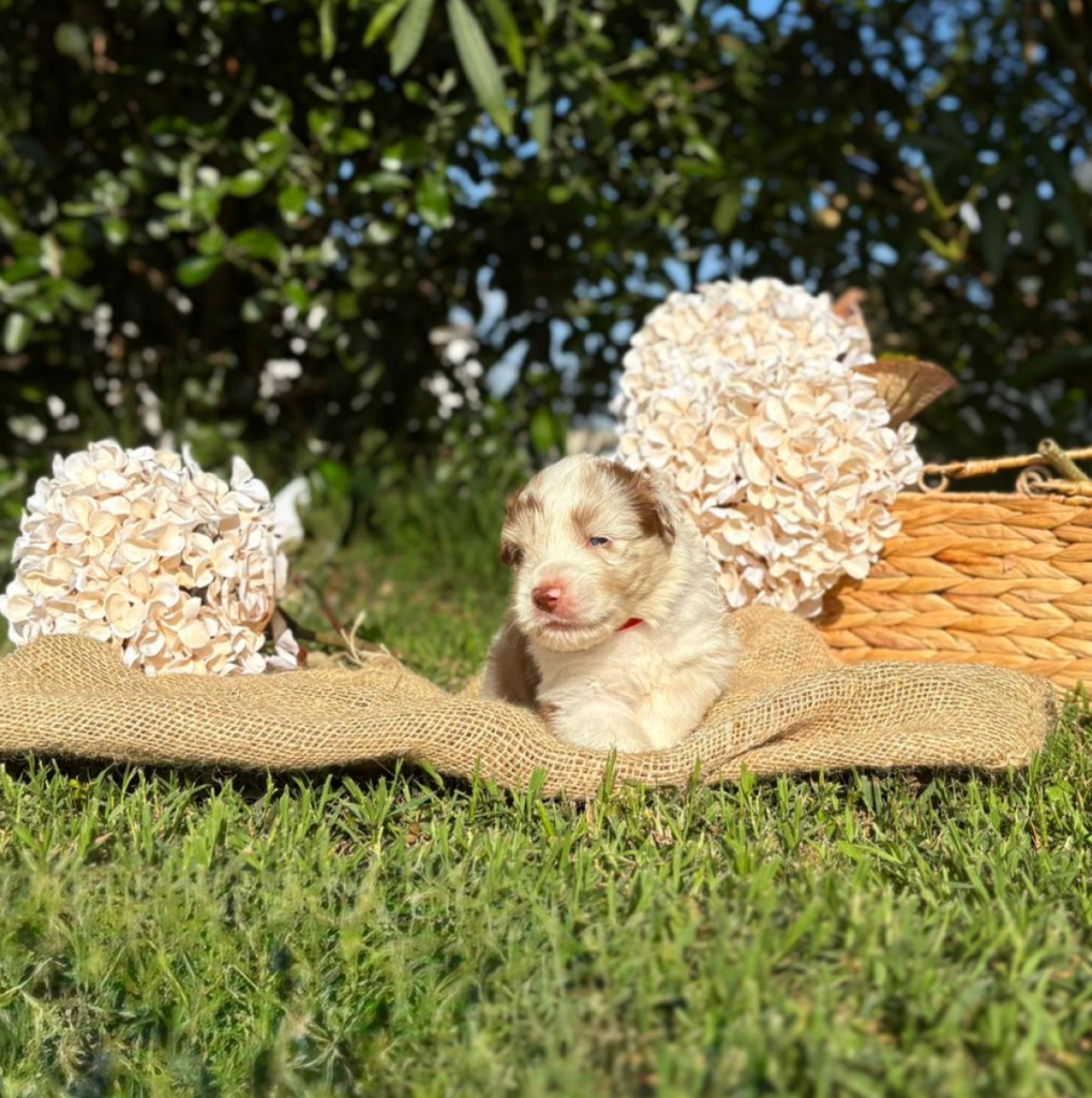 Gocciola - femmina red merle bicolore NBT - collarino rosso