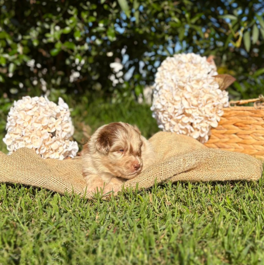 Grisbì - maschio red merle bicolore NBT - collarino grigio