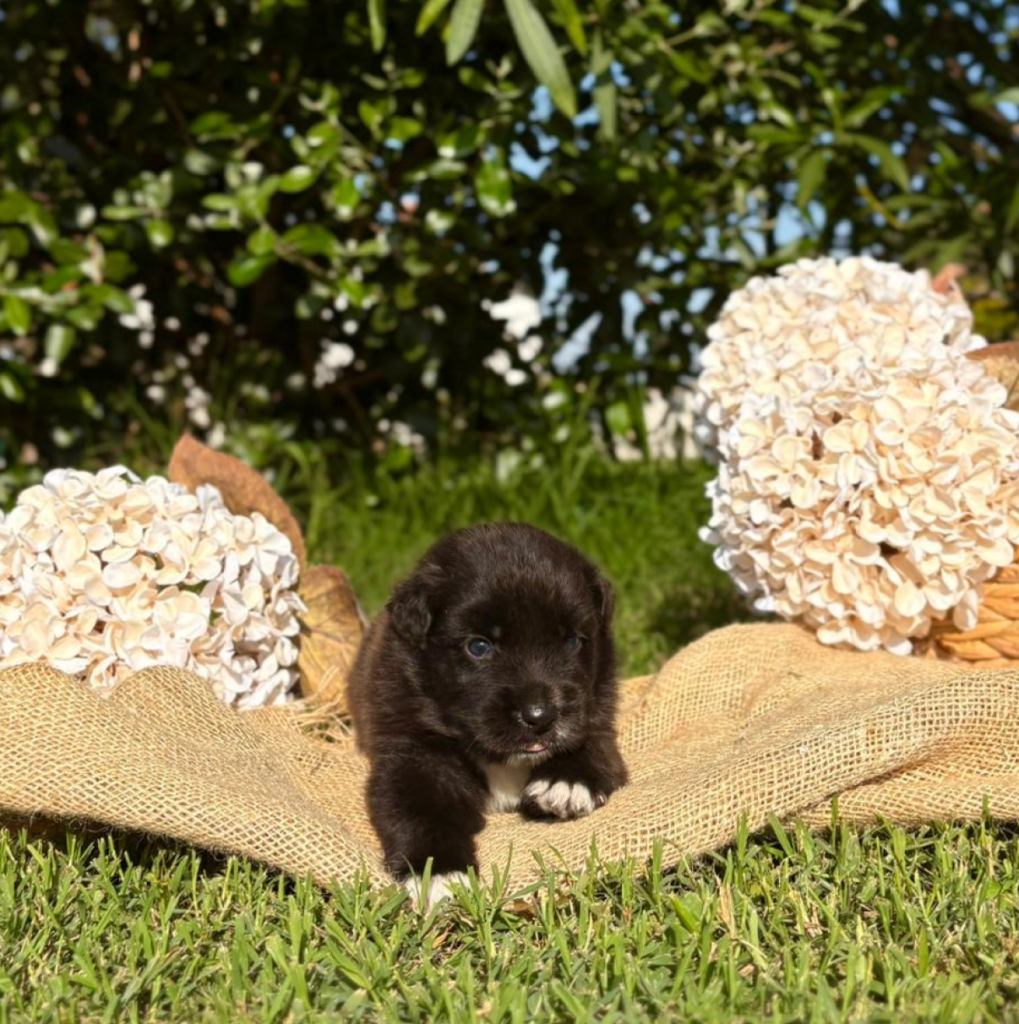 Oreo - maschio nero bicolore NBT